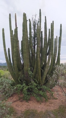 Stenocereus thurberi