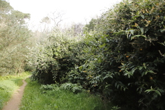 Buddleja madagascariensis