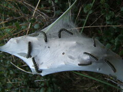 Eriogaster arbusculae