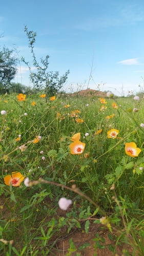 Arizona poppy