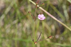Agalinis viridis