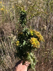 Rhopalomyia capitata