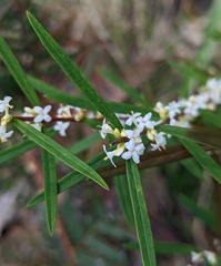 Pimelea axiflora axiflora