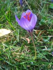 Crocus speciosus