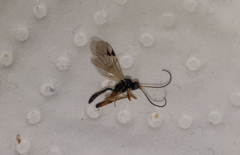 Ichneumonoidea
