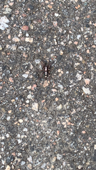 Herpyllus ecclesiasticus