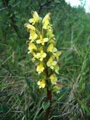 Pedicularis oederi