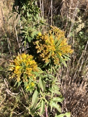 Rhopalomyia capitata