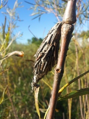 Thyridopteryx ephemeraeformis