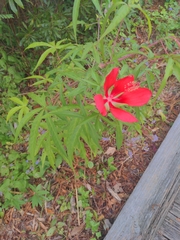 Hibiscus coccineus
