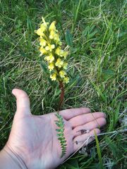Pedicularis oederi