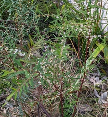 Pimelea axiflora axiflora