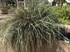 Cortaderia selloana
