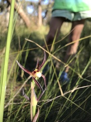 Lyperanthus suaveolens