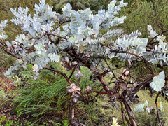 Eucalyptus macrocarpa