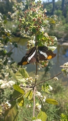 Doxocopa laure laure