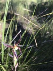 Lyperanthus suaveolens