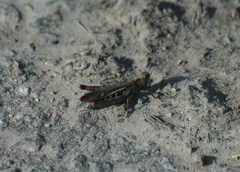 Chorthippus biguttulus