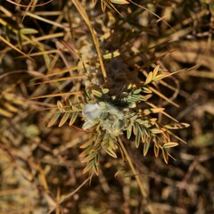 Astragalus arnacantha