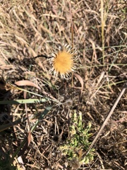 Plectocephalus americanus