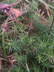 Galium verum