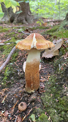 Cortinarius caperatus