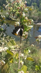 Doxocopa laure laure