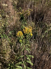 Rhopalomyia capitata