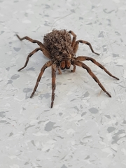 Lycosa erythrognatha