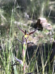 Lyperanthus suaveolens