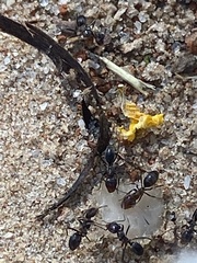 Dorymyrmex smithi