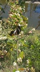 Doxocopa laure laure