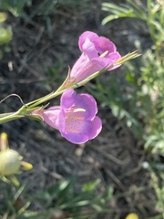 Agalinis heterophylla