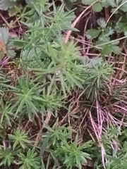 Galium verum