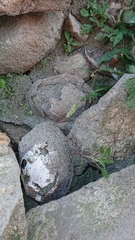 Sinanodonta woodiana
