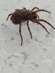 Lycosa erythrognatha