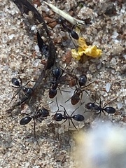 Dorymyrmex smithi