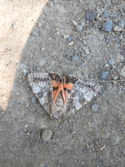 Catocala semirelicta