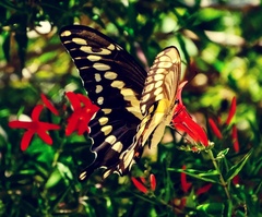 Heraclides cresphontes