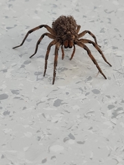 Lycosa erythrognatha