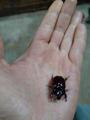 Phyllognathus excavatus