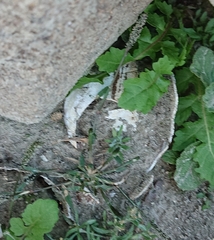 Sinanodonta woodiana