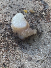 Dorymyrmex smithi
