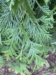 Thuja