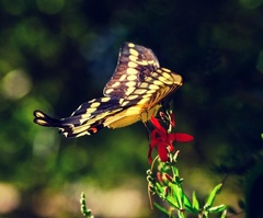 Heraclides cresphontes