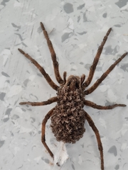 Lycosa erythrognatha
