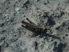 Chorthippus biguttulus