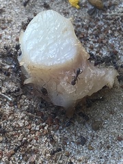 Dorymyrmex smithi