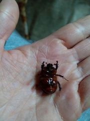 Phyllognathus excavatus