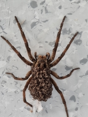 Lycosa erythrognatha